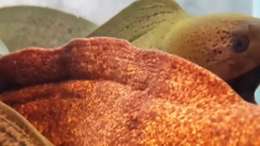 Restoran akvaryumundaki dev moray yılan balığı (Gymnothorax javanicus)