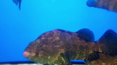 Benekli Balık Grupçusu (Epinephelus coioides) akvaryumda yüzüyor