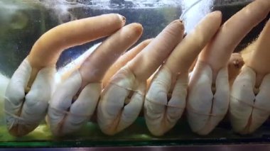 Restoran akvaryumunda Geoduck (Panopea generosa), pahalı ve popüler kabuklu deniz ürünleri