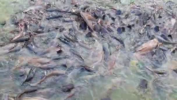 Uhd Footage Many Catfish Siluriformes Freshwater — Stock Video