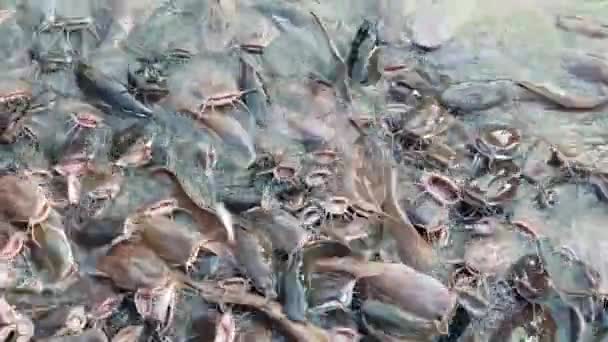 Filmagem Uhd Muitos Peixes Gato Siluriformes Água Doce — Vídeo de Stock