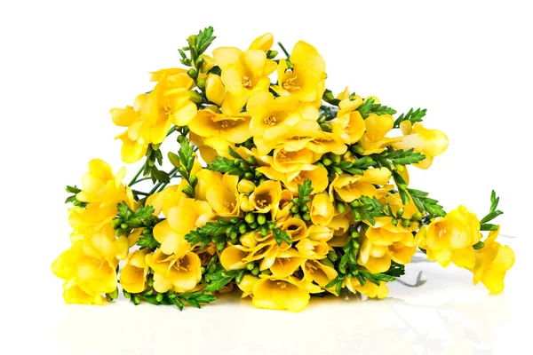 Yellow freesia isolated on white background — Stock Photo, Image