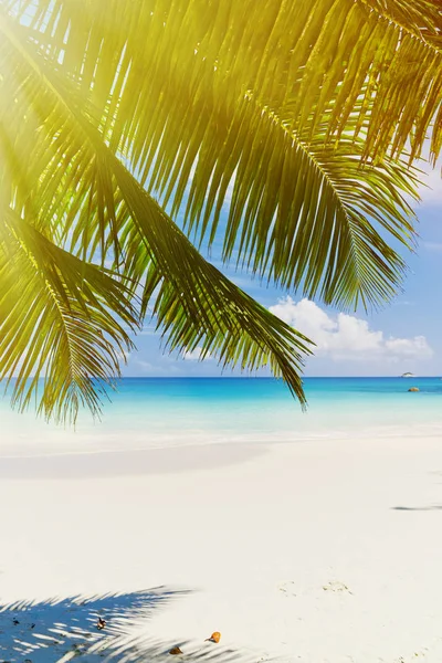 Foto av en fantastisk tropisk strand — Stockfoto