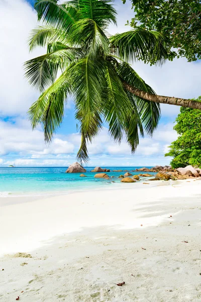 Foto van een tropisch strand. De Seychellen — Stockfoto