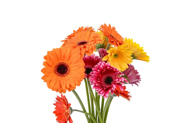 Various flowers on white background — Stock Photo, Image