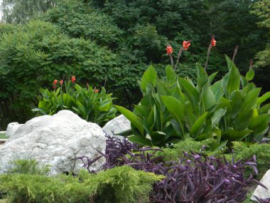 Parktaki çiçek tarhında güzel sonbahar çiçekleri.