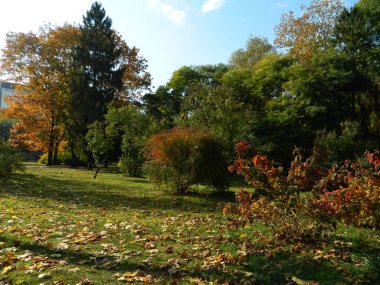 Sonbahar Orman güneş ışığında banyo.