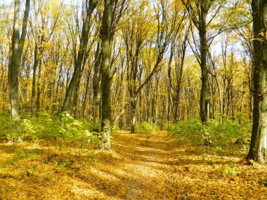 Sonbahar Orman güneş ışığında banyo.