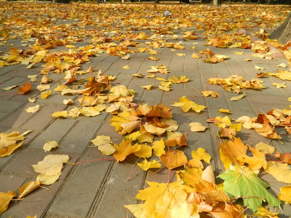 Yanmış sonbahar yapraklarından oluşan bir halı çok hoş..