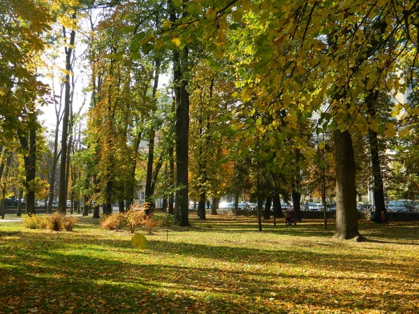 Altın, sonbahar ormanı güzelliğiyle büyülüyor.