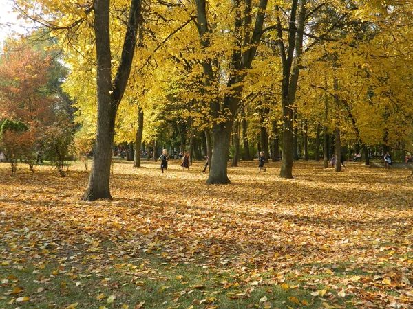 Altın, sonbahar ormanı güzelliğiyle büyülüyor.