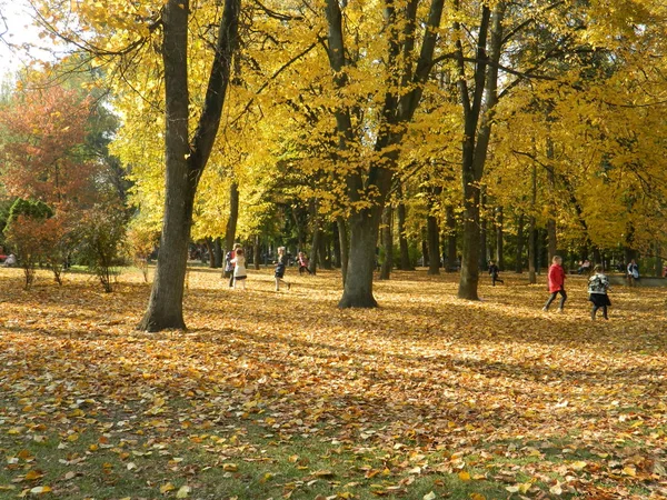 Sonbahar Orman güneş ışığında banyo.
