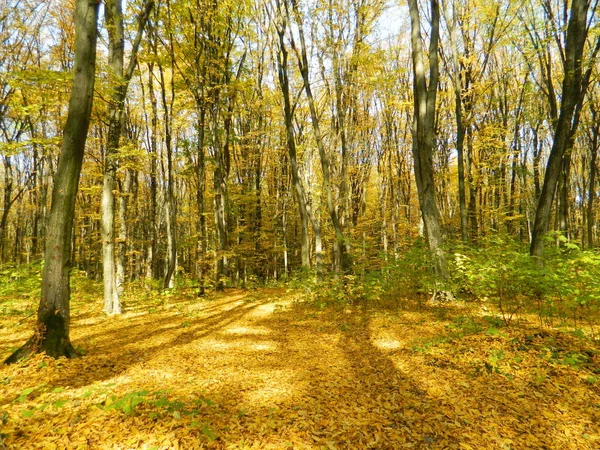 Herfst Bos Baadt Het Zonlicht — Stockfoto