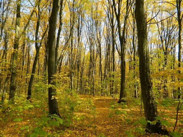 Magische Schoonheid Van Het Herfstbos Bomen Goud — Stockfoto