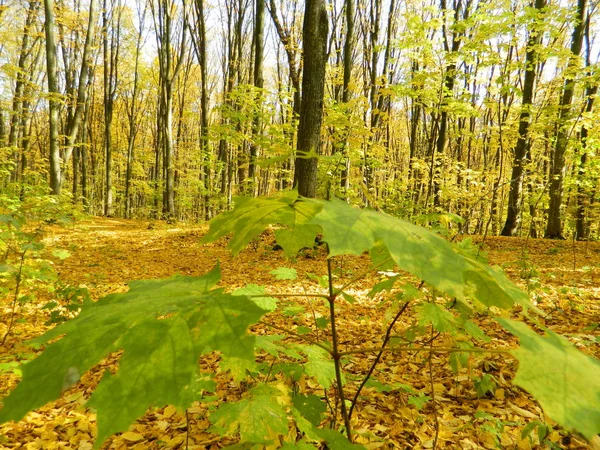 Magische Schoonheid Van Het Herfstbos Bomen Goud — Stockfoto