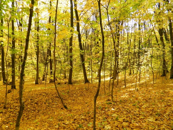 Őszi Erdő Varázslatos Szépsége Aranyfák — Stock Fotó