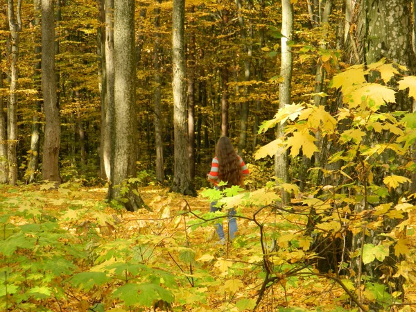 Magische Schoonheid Van Het Herfstbos Bomen Goud — Stockfoto