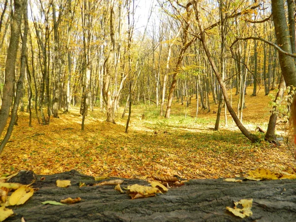 Magische Schoonheid Van Het Herfstbos Bomen Goud — Stockfoto