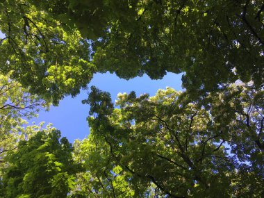 Mavi gökyüzü yeşil ağaçların üzerinde.