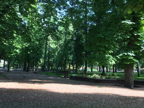 Пешеходная Дорожка Парке Зеленые Деревья — стоковое фото