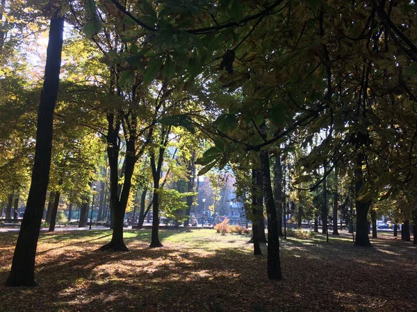 Городской Парк Купается Соснах Зеленых Деревьях — стоковое фото