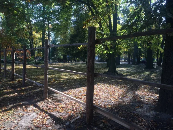 日当たりの良い夏の公園 緑の木のヘッジ — ストック写真