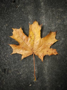 Asfaltta sarı akçaağaç yaprağı