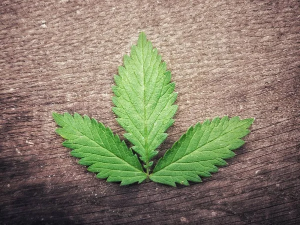 Ahşap bir arka planda yeşil bitki örtüsü