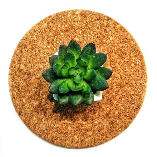 Beyaz arkaplanda yeşil çiçek