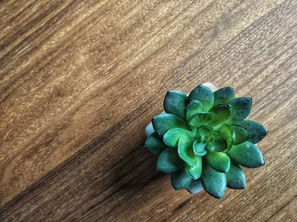 Kleine Groene Bloem Houten Achtergrond — Stockfoto