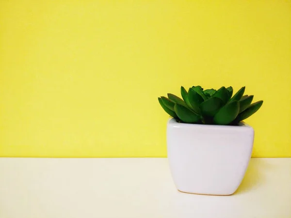 Маленький Зеленый Цветок Желтом Фоне — стоковое фото