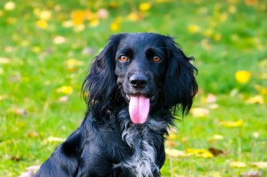 Siyah köpek yürüyüşe çıktı.