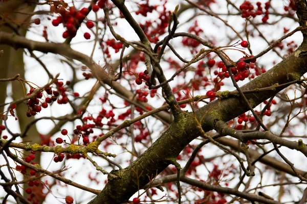 Красное Рябиновое Дерево Висит Дереве — стоковое фото