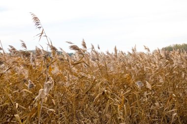 sazlıklar tarlada yetişir