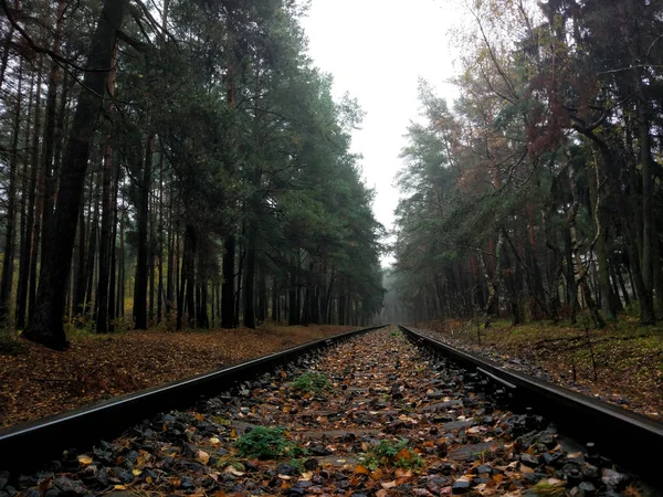 Σιδηροδρόμων Στο Φόντο Των Δάσος Φθινόπωρο — Φωτογραφία Αρχείου