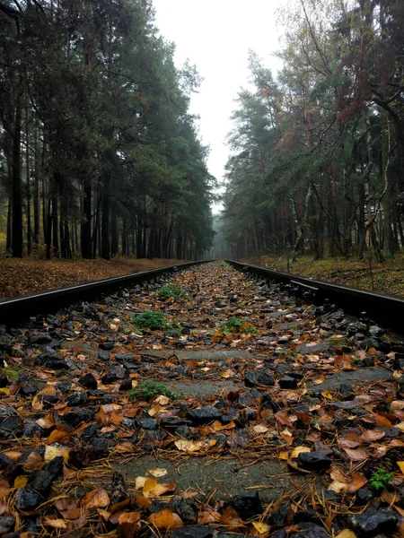 Railway Background Autumn Forest — Stock Photo, Image