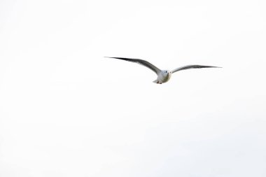 Martı gökyüzüne doğru uçuyor.