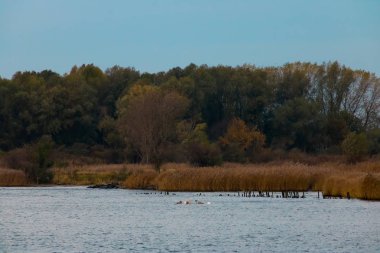 Adalar ve kıyılar sazlığa bağlanmış.