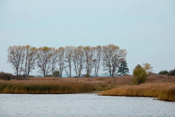 Islands Coast Mooring Reed — Stock Photo, Image