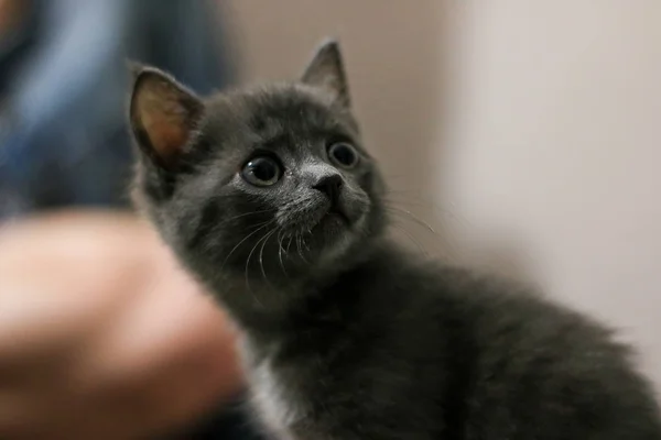 Portrait Gray Kitten — Stock Photo, Image