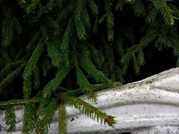 白ヴィンテージのフェンスと緑のトウヒ — ストック写真
