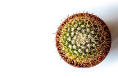 beyaz zemin üzerine yeşil kaktüs