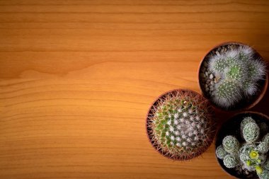 Tahta bir arka planda kaktüs ve bir yazıt yeri var.