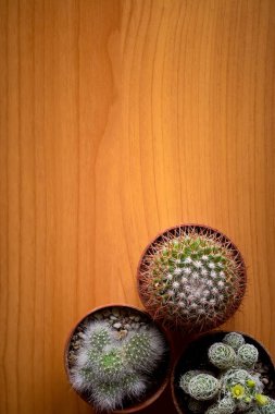 Tahta bir arka planda kaktüs ve bir yazıt yeri var.