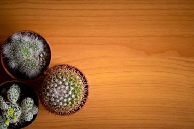 Tahta bir arka planda kaktüs ve bir yazıt yeri var.