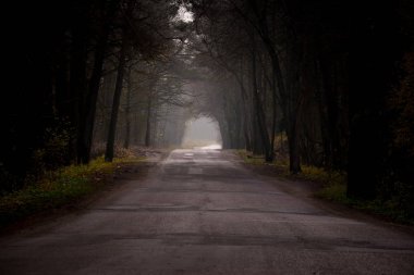 Karanlık bir ormanda sisli bir yol
