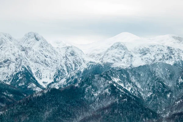 Landskap Berg Skog Och Snö — Stockfoto