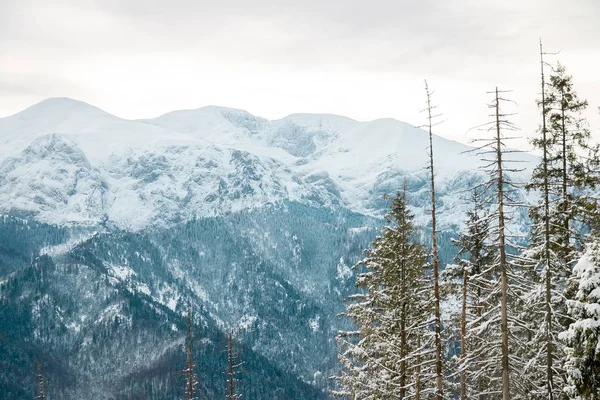 Landschaft Berge Wald Und Schnee — Stockfoto