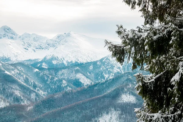 manzara dağları orman ve kar