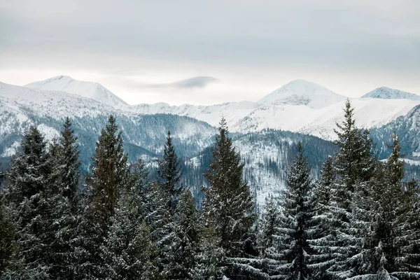Krajobraz Góry Las Śnieg — Zdjęcie stockowe